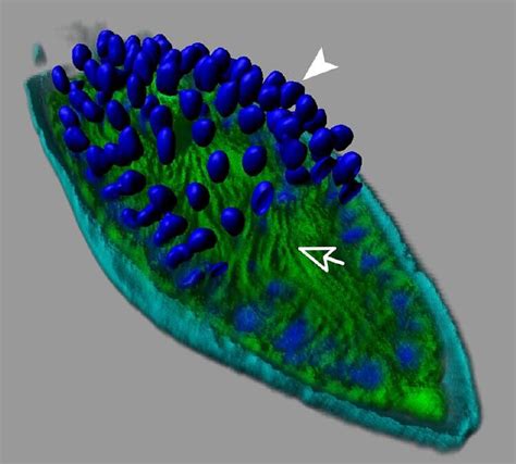 Microscopic plankton-assassin dominates Antarctic ocean — Australian Antarctic Program (News 2018)