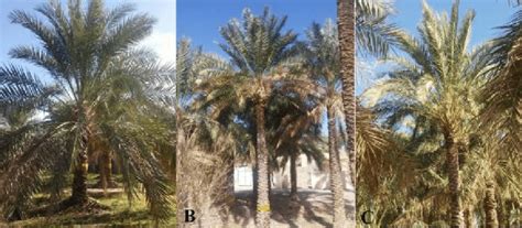 Varieties of date palm, A) Mazafati, B) Halilei, C) Karoot. | Download ...