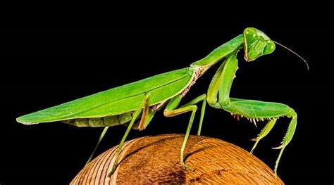 Types of Green Insects With Pictures and Names - Identification Guide