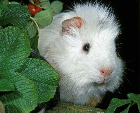 Guinea Pig, Cavia Porcellus, Adult Stock Photo - Image of porcellus, domestic: 195008422