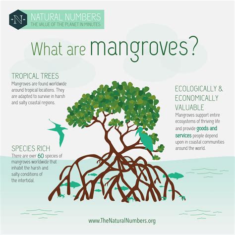 Mangrove infographics