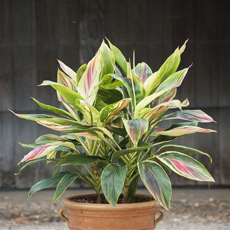 Cordyline Exotica | White Flower Farm