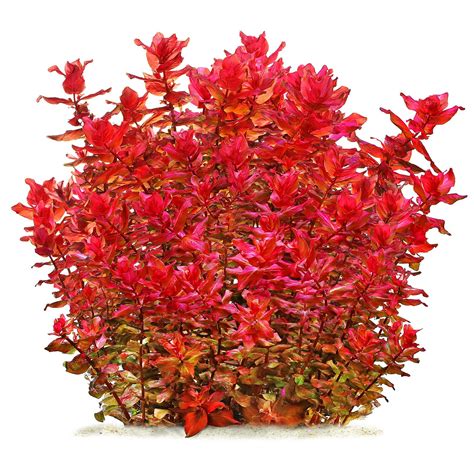 Rotala macrandra | Aquasabi - Aquascaping Shop