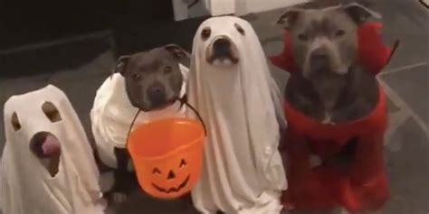 Video of Dogs Trick-or-Treating | POPSUGAR Pets