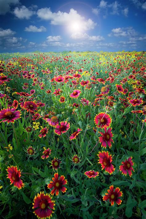 Texas Wildflowers Photograph by Dean Fikar