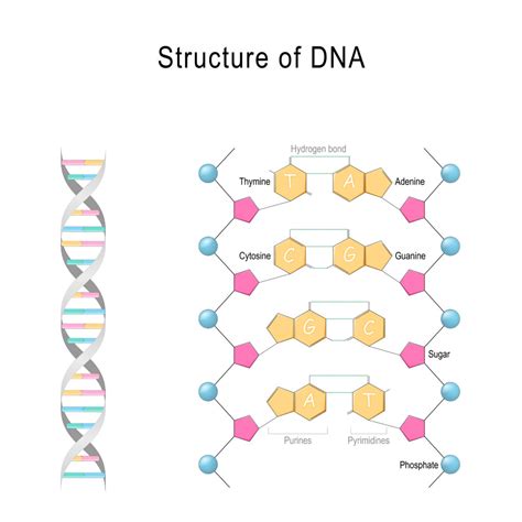 What Do The Letters Dna Stand For - Infoupdate.org