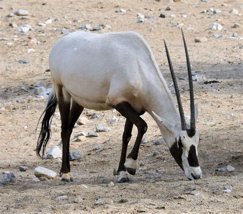 The Living Desert: Arabian Oryx (Unicorn of the Desert) | Flickr