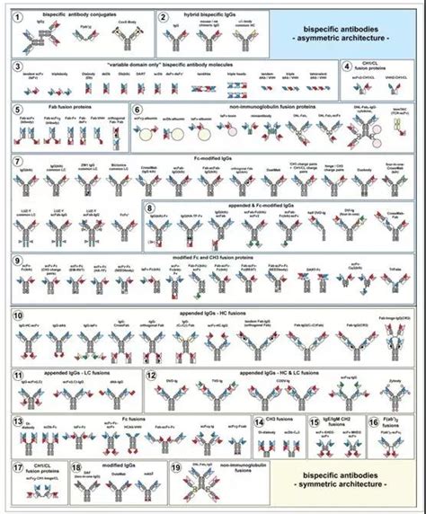 Bispecific antibody molecular construction - Medical News