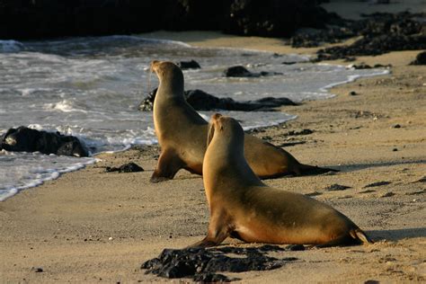 Galapagos Sea Lion - This species exclusively breeds on the Galápagos Islands. Their social and ...