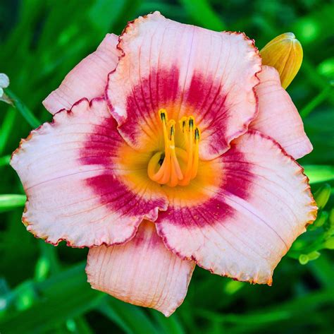 Daylily Strawberry Candy – Easy To Grow Bulbs