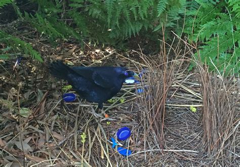 Bowerbirds and Blue Things