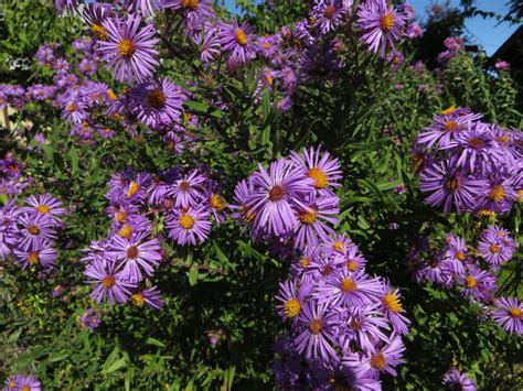 New England Aster Seeds Aster Novae-angliae Native - Etsy