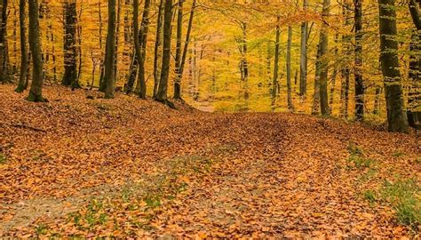 Bosque Caducifolio, Ubicación, Clima, Características, Animales Y Plantas