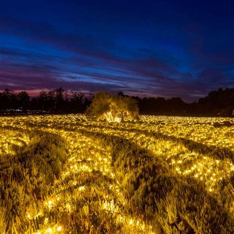 Lavender Nights at 123 Farm: Enchanting Light Display