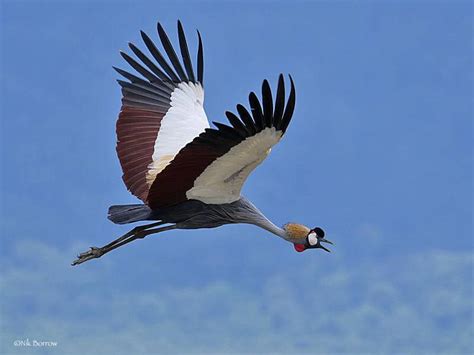 Uganda’s National Symbol: The Crested Crane – HWMCO-Nederland & NiCA Foundation