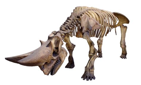 rhino skeleton Free Photo Download | FreeImages