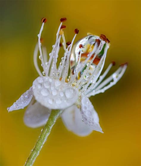 Raindrops On Flowers, Macro Photography Stock Photo - Image of drops ...