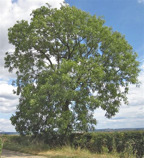 Ash - Tree Guide UK - Common Ash Tree identification