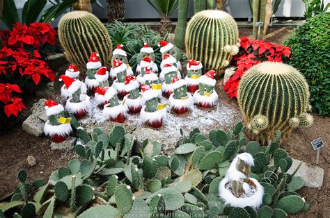 Cactus Jungle - San Francisco Bay Area - Christmas Cacti