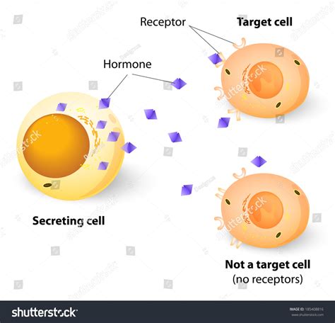 Hormones Receptors Target Cells Each Type Stock Vector (Royalty Free ...