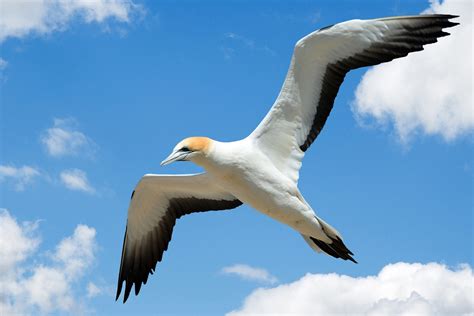 Gull Flying In Sky Free Stock Photo - Public Domain Pictures