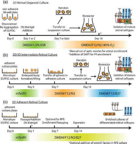 Standard two-and 3-dimensional (2D and 3D) retinal cell culture... | Download Scientific Diagram