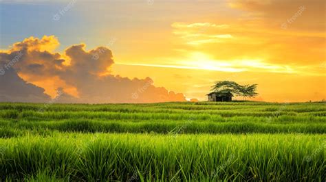 Premium Photo | Paddy field Landscape in beautiful day and sky