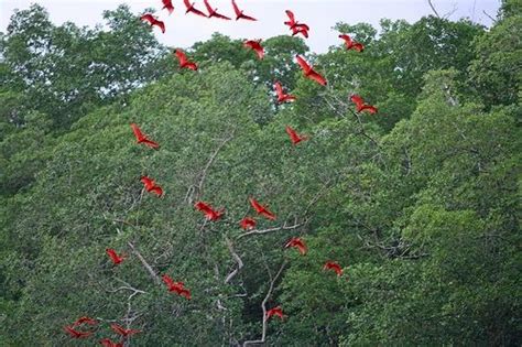 Caroni Swamp Bird Sanctuary picture in Trinidad & Tobago | Trinidad, Tobago, Trinidad and tobago