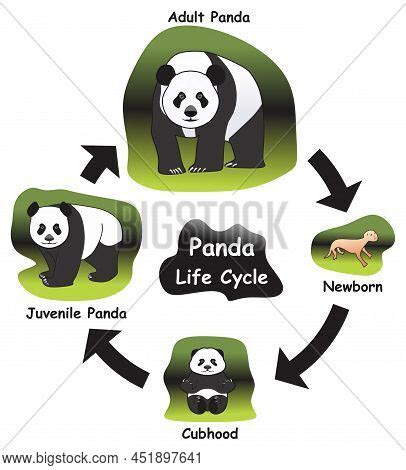 Panda Life Cycle Vector & Photo (Free Trial) | Bigstock