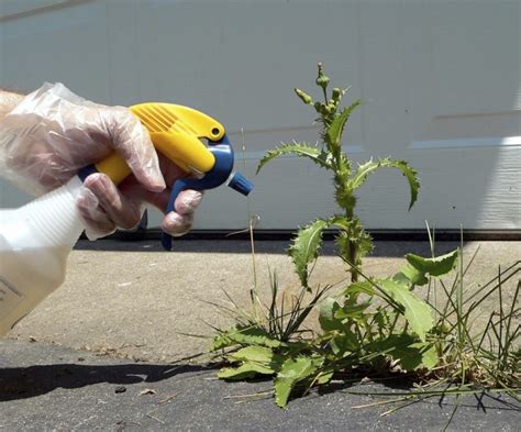 Organic Weed Killer - How to make Alternative Organic Weed Killer