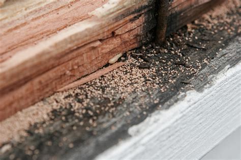 Frass: A Key Sign of Drywood Termite Infestations in Riverside, CA