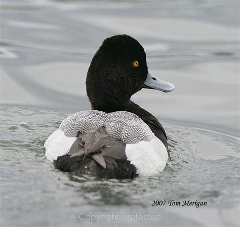 Lesser Scaup male | Duck photo, Beautiful birds, Redhead duck