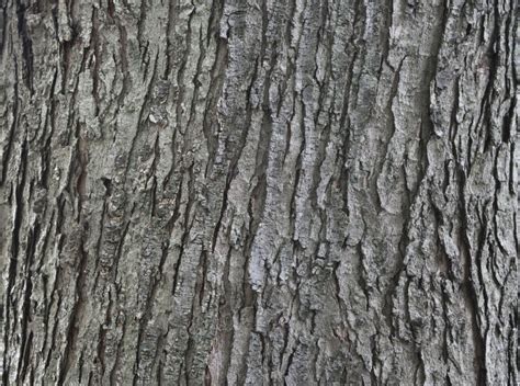 Silver Maple Bark | ClipPix ETC: Educational Photos for Students and ...