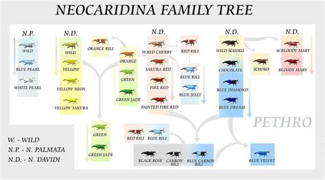 Neocaridina Shrimp Breeding Chart