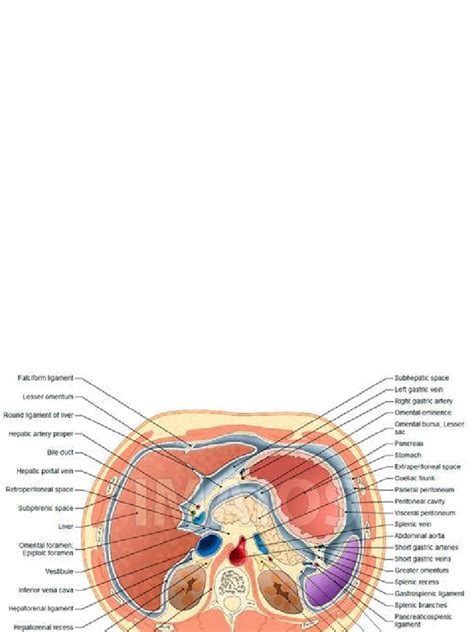 CT Scan Abdomen | PDF