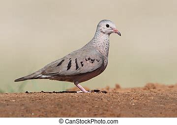 Mourning dove on textured background. | CanStock