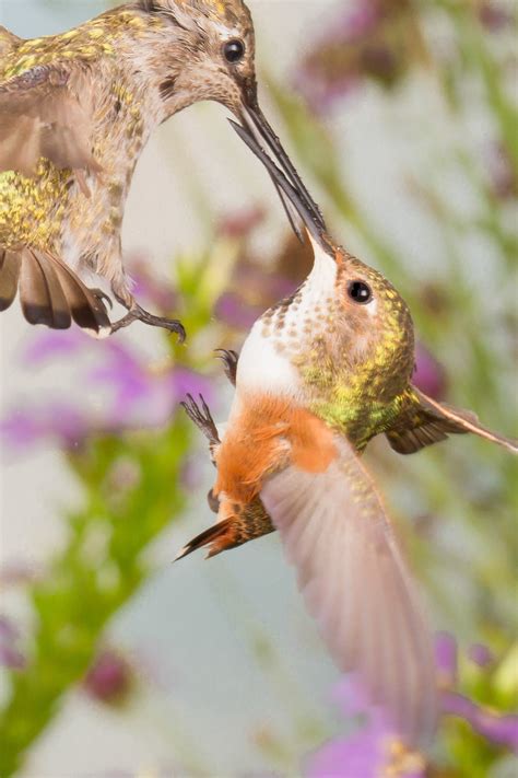 Roy Dunn - Hummingbirds in Nature