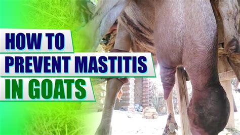 What is Mastitis and its Symptoms in Goats | English | #goat #goatfarm #milk #mastitis #goatmilk ...