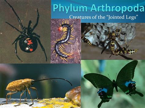 PPT - Phylum Arthropoda PowerPoint Presentation, free download - ID:1756180