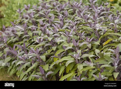 Purple Sage (Salvia officinalis Purpurascens) Herb Stock Photo - Alamy