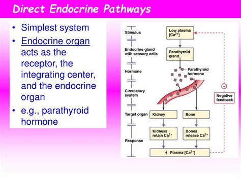 PPT - Hormones and Cell Signaling PowerPoint Presentation - ID:405011