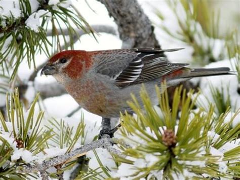 Pine Grosbeak | Celebrate Urban Birds