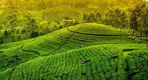 HD wallpaper: tea plantation, green color, crop, agriculture, land, tea ...