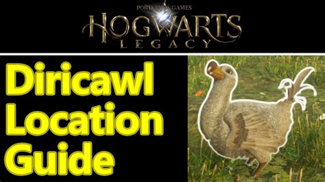 Hogwarts Legacy Diricawl location guide - Professor Howin's assignment quest guide - YouTube