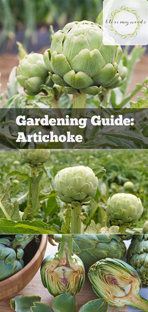 Gardening Guide: Artichoke ~ Bless My Weeds