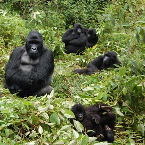 Mountain Gorilla Family