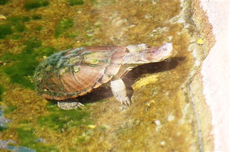 African Helmeted Turtle - Honolulu Zoo Society