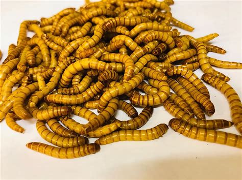 Mealworms Giant Sack of 500g 31-40mm | Live Foods Direct