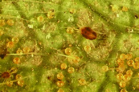 Twospotted spider mites and eggs on the underside of a strawberry leaf... | Download Scientific ...