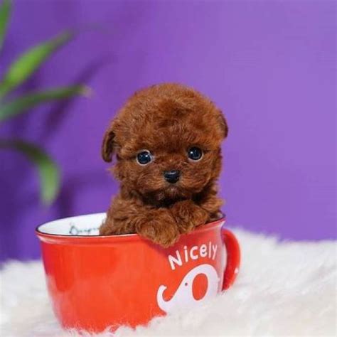 Cute teacup Poodle Puppies for Adoption - Virginia Beach - Animal, Pet